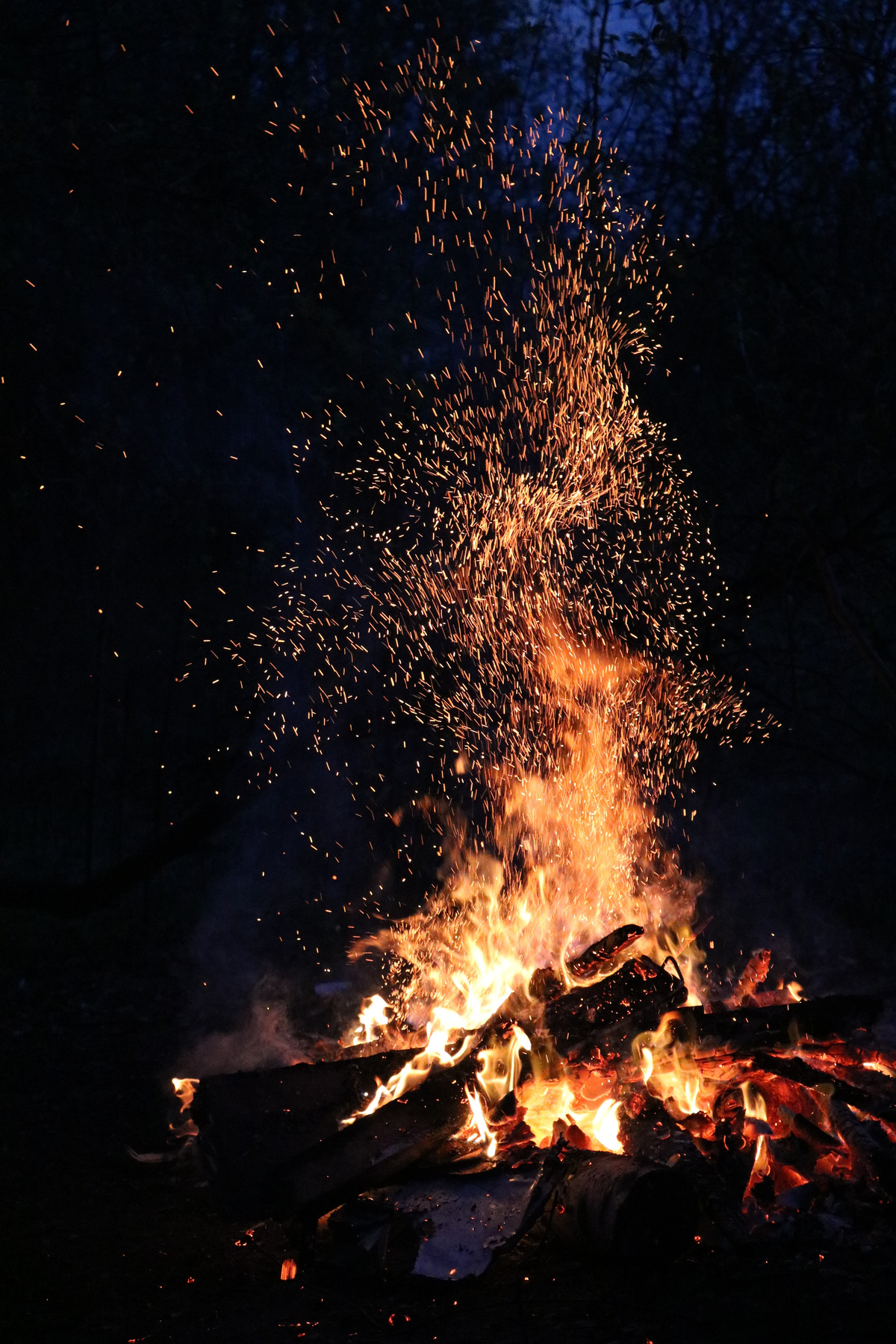 Bonfire in a Forest